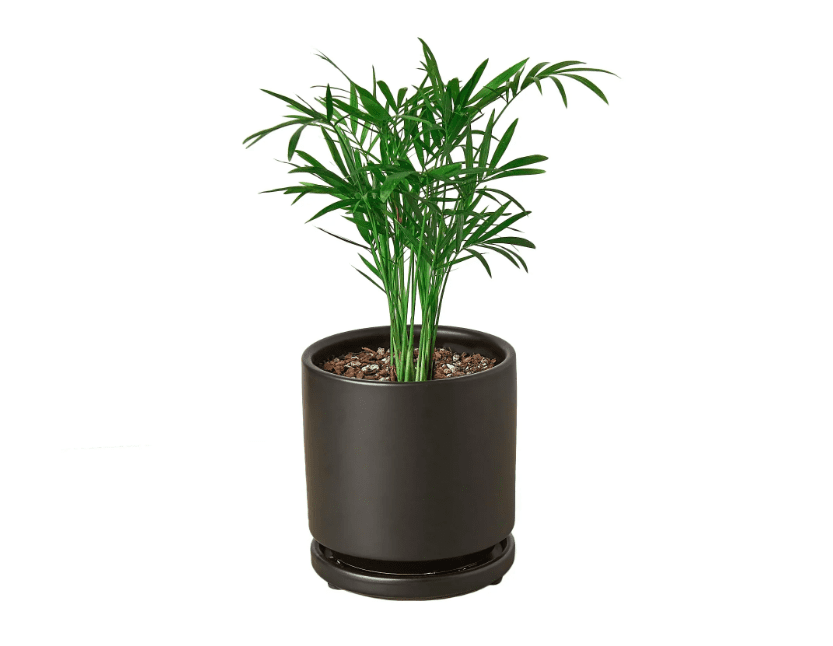 plant benefits for mental health, mental health and plants, indoor plants, household plants, 