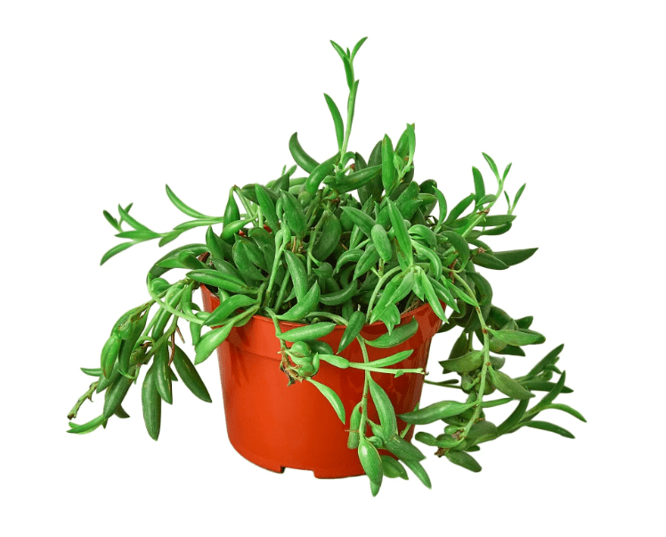 plant benefits for mental health, mental health and plants, indoor plants, household plants, 
