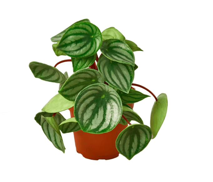 plant benefits for mental health, mental health and plants, indoor plants, household plants, 