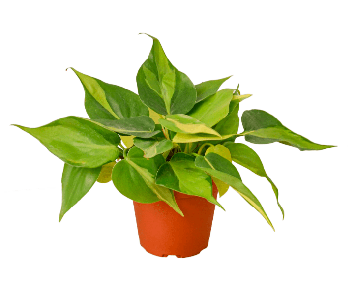 plant benefits for mental health, mental health and plants, indoor plants, household plants, 