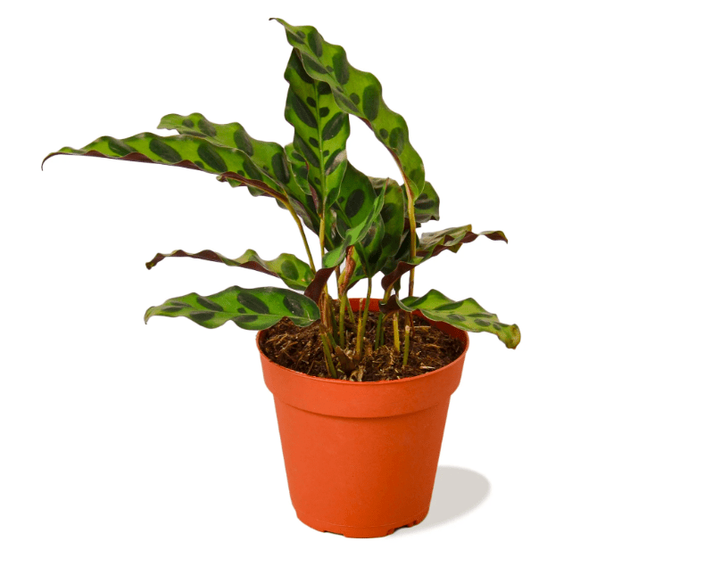 plant benefits for mental health, mental health and plants, indoor plants, household plants, 