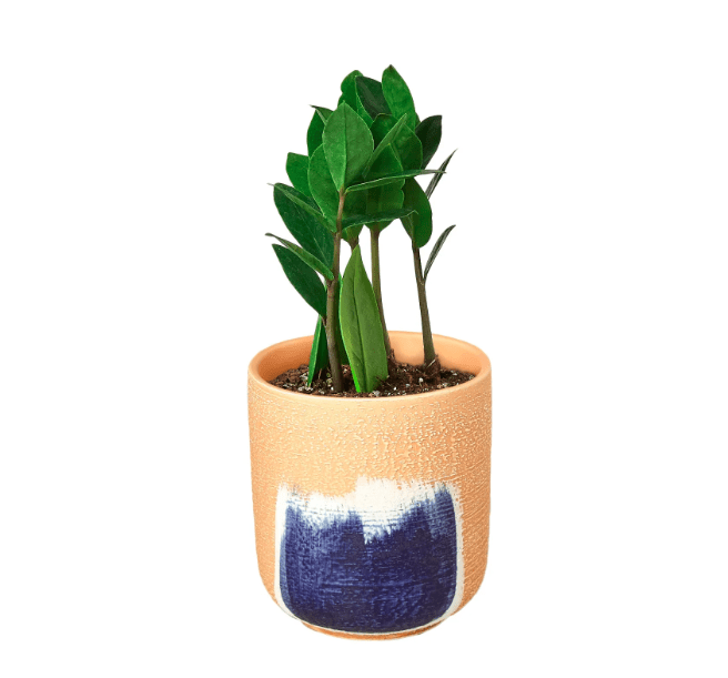plant benefits for mental health, mental health and plants, indoor plants, household plants, 