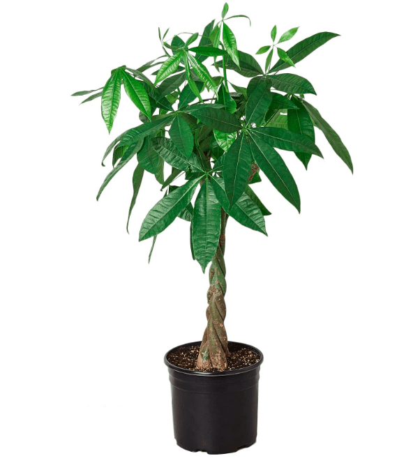 plant benefits for mental health, mental health and plants, indoor plants, household plants, 