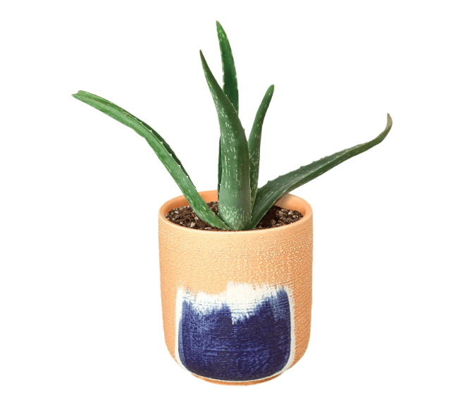 plant benefits for mental health, mental health and plants, indoor plants, household plants,