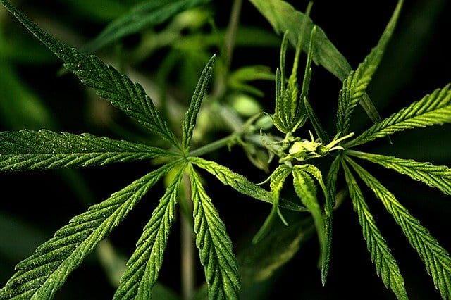 cannabis for anxiety, using weed to treat anxiety, cannabis can cure anxiety, CBD for anxiety,